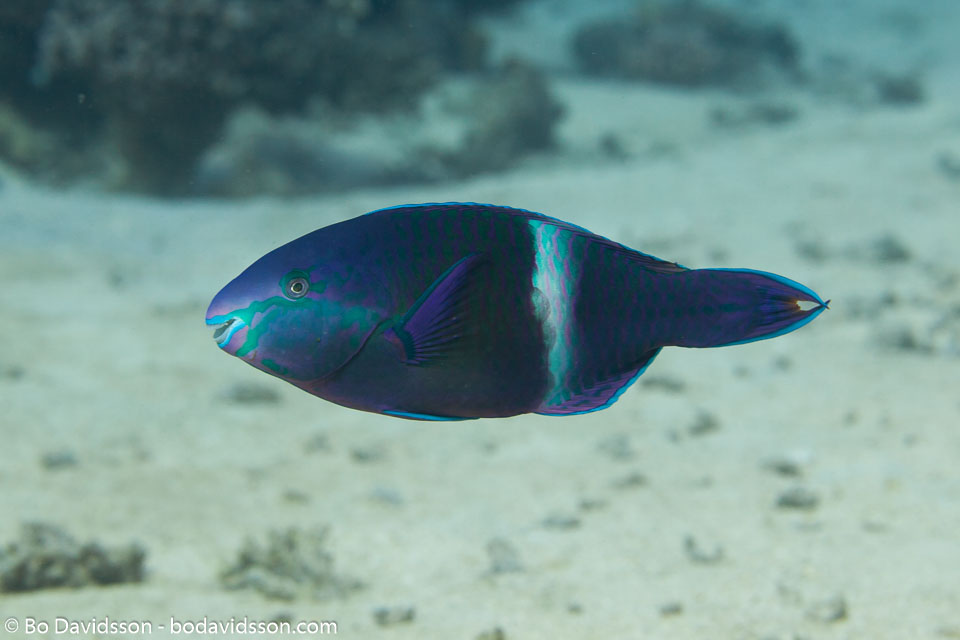 BD-150225-Tiran-6772-Scarus-fuscopurpureus-(Klunzinger.-1871)-[Purple-brown-parrotfish].jpg